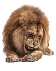 Obraz premium Majestic lion fiercely tearing into a piece of meat while surrounded by a blurred savannah backdrop
