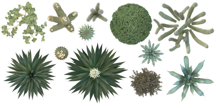 a set of shrubs and bushes- sodom apple, saguaro, organ pipe cactus, barrel cactus, agave, sishal hemp, glossy abelia