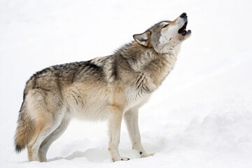 Obraz premium This photograph features a gray wolf with its characteristic fur colors howling towards the sky in a cold, snowy white environment.