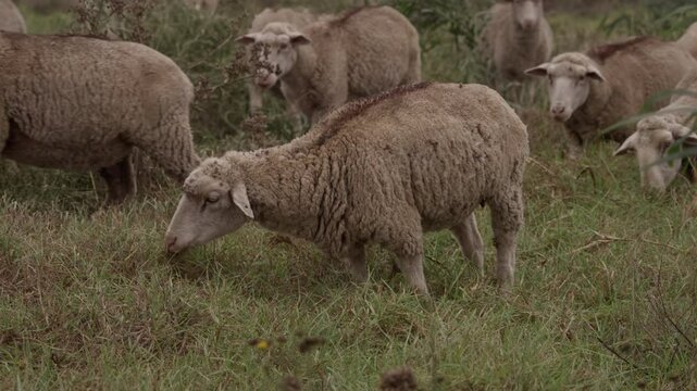 A flock of Merino sheep grazes peacefully on open farmland in the Western Cape, South Africa.  