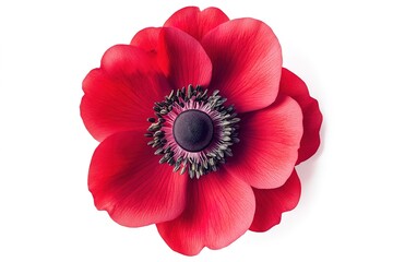 Fototapeta premium A bright red anemone flower with bold petals and a dark center, isolated on a clean white backdrop