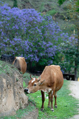 cows in a farm (Jacaranda Background)
