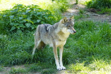 Fototapeta premium Wolf (Canis lupus lupus) Canidae family, in a forest in Lower Saxony, Germany.