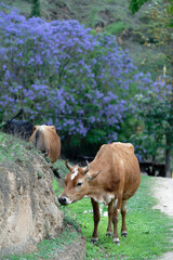 cows in a farm (Jacaranda Background)
