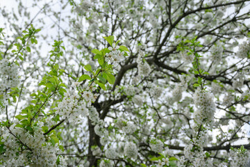 Beautiful white cherry blossoms on a branch.
