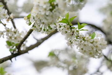 Beautiful white cherry blossoms on a branch.
