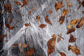 Fallen tree leaves on plastic wrap.