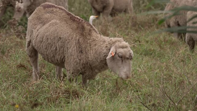 A woolly Merino sheep grazes on pasture in the Western Cape, South Africa, on farmland typical of the region's semi-arid landscape. 