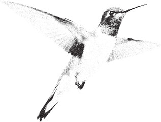 Black and white xerox effect vector hummingbird illustration isolated on white background flying hummingbird speckled texture wildlife bird nature monochrome animal design element vintage retro style © Hoody Baba
