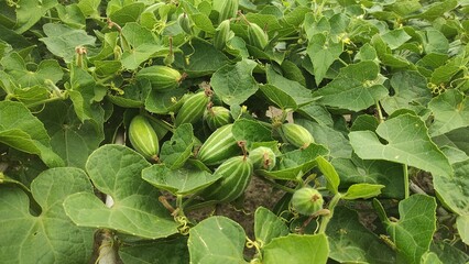 Green Pointed gourd is a vine plant in the Cucurbitaceae family also knwon as Trichosanthes dioica