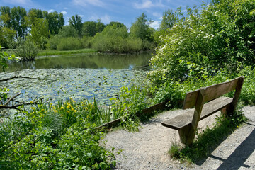 Pond in Urdenbacher Kämpe Nature Reserve,Rhine River Floodplain,Düsseldorf-Urdenbach;Germany