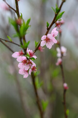 Pink peach blossom on a twig.