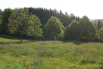 A field of grass with trees in the background