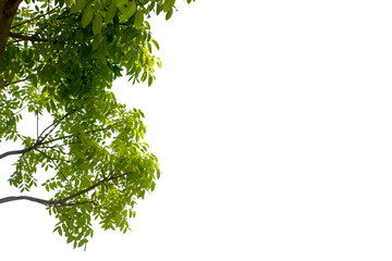 green leaves isolated on white