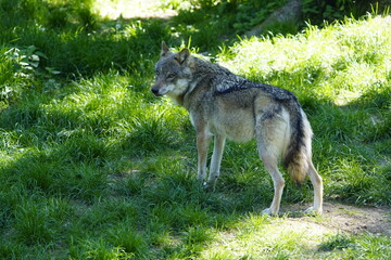 Fototapeta premium Wolf (Canis lupus lupus) Canidae family, in a forest in Lower Saxony, Germany.