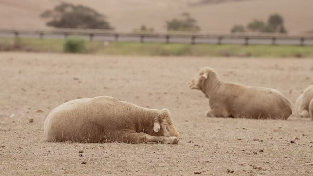 Two shorn Merino sheep rest and doze on dry, sandy ground typical of farmland in South Africa&rsquo;s Western Cape.