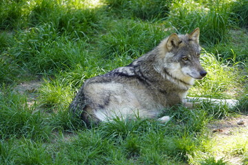 Fototapeta premium Wolf (Canis lupus lupus) Canidae family, in a forest in Lower Saxony, Germany.