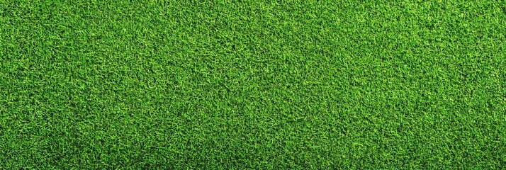 Green grass covering the field like a soft carpet, viewed from above - a peaceful nature background for spring scenes, lawns, or park landscapes