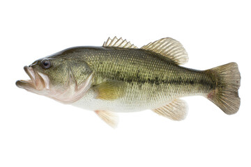 Isolated Largemouth Bass Fish on Transparent Background Vector for Fishing and Wildlife Concepts