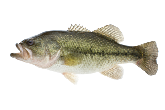 Isolated Largemouth Bass Fish on Transparent Background Vector for Fishing and Wildlife Concepts