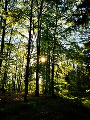 morning in the forest