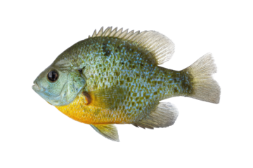 Colorful Bluegill Fish Portrait on Transparent Background Vector, Freshwater Panfish with Yellow Belly and Detailed Scales for Fishing and Wildlife Concepts