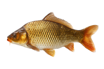 Isolated Common Carp Fish with Golden Scales on a Transparent Background Vector for Aquaculture and Fishing Concepts