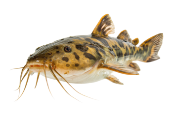 Ornate pimelodus pictus catfish with distinctive markings on a transparent background vector, showcasing freshwater fish species and aquarium pet