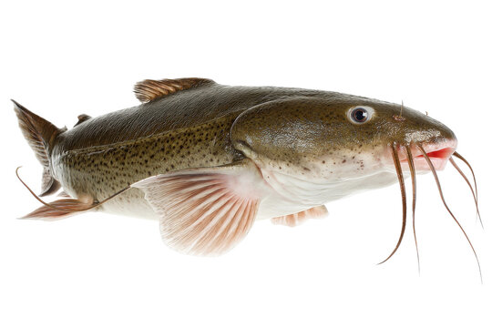 Freshly caught channel catfish on a transparent background vector, showcasing its distinctive barbels and mottled skin, ideal for culinary or wildlife illustrations