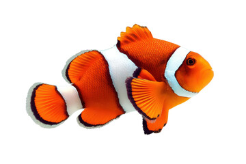 Vibrant orange clownfish swimming gracefully on a transparent background vector, showcasing its distinctive white stripes and fins Concept of marine life, underwater beauty, and tropical fish
