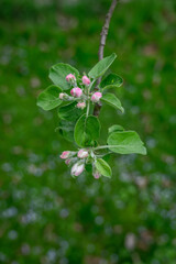 Pink bud and green leaves on an apple tree in detail on a twig.