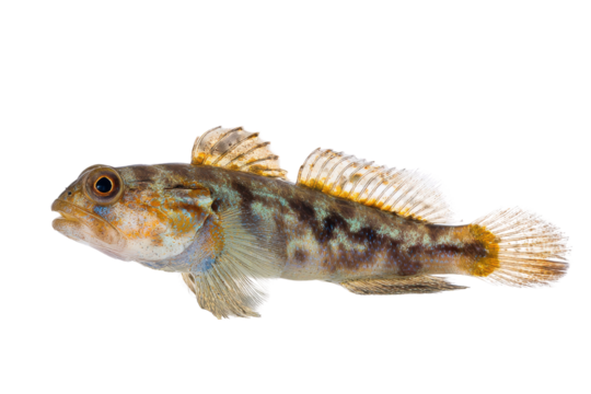 Colorful Round Goby Fish Isolated on Transparent Background Vector, an invasive species with mottled brown and orange pattern, showcasing wildlife and aquatic ecosystem