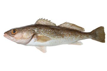 Fototapeta premium Isolated Pacific cod fish, Gadus macrocephalus, on a transparent background vector, showcasing seafood, marine life, and commercial fishing