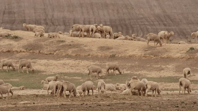 A flock of shorn Merino sheep, some standing and others resting, are gathered on a sandy, sparsely grassed hillock on a farm in South Africa&rsquo;s Western Cape. 