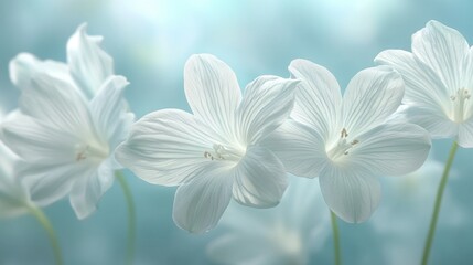 Fototapeta premium Delicate white flowers in soft pastel light