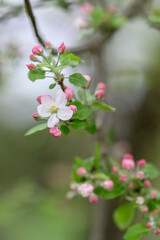 White pinkish apple blossom on a twig in close-up.