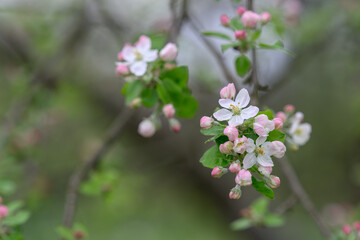 White pinkish apple blossom on a twig in close-up.