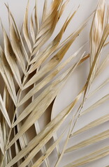 Dry palm leaf texture close up on beige background . Minimal fine art. Aesthetic plant Poster.
