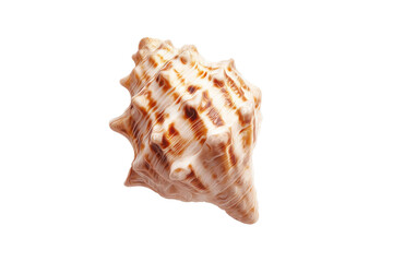 Fototapeta premium Elegant brown and white seashell on a transparent background vector, showcasing intricate patterns and textures, perfect for summer, beach, and ocean themed designs