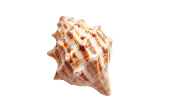 Elegant brown and white seashell on a transparent background vector, showcasing intricate patterns and textures, perfect for summer, beach, and ocean themed designs