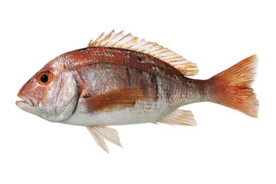 Freshly caught vibrant red snapper fish with detailed scales on a transparent background vector, showcasing seafood cuisine and marine wildlife