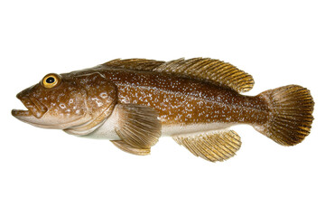 Naklejka premium Brown Lingcod Fish with Golden Eyes Isolated on Transparent Background Vector, a Popular Pacific Northwest Seafood