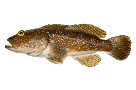 Brown Lingcod Fish with Golden Eyes Isolated on Transparent Background Vector, a Popular Pacific Northwest Seafood
