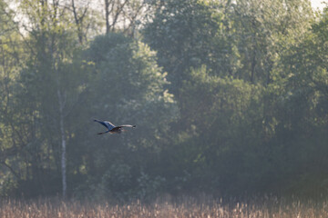 A flying grey heron over reeds.