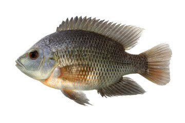 Isolated Tilapia Fish on Transparent Background Vector, a freshwater fish species with distinctive scales and fins, ideal for aquaculture and food industry