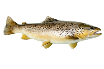 Freshly caught brown trout fish with detailed spots on a transparent background vector, showcasing wildlife and angling