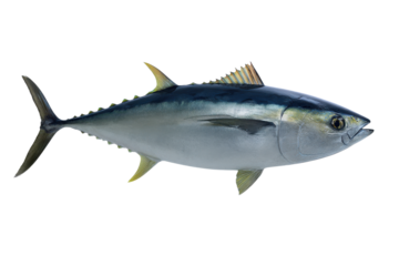 Fresh Yellowfin Tuna Fish on a Transparent Background Vector, Perfect for Seafood Cuisine and Healthy Eating Concepts