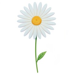 White daisy isolated on white background. Vector illustration