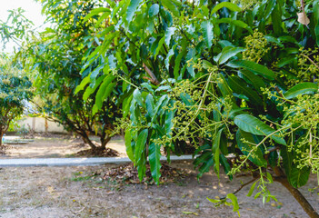Mango trees with mango bouquet or mango flower blooming full on the trees in garden. Mango farm in...
