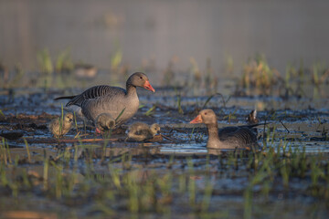 Little geese on the shore of a pond with an adult goose.
